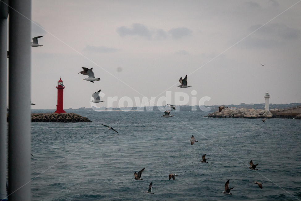 갈매기,등대,방파제,바다,섬,등대,lighthouse,동물,animal,조류,새,birds,bird
