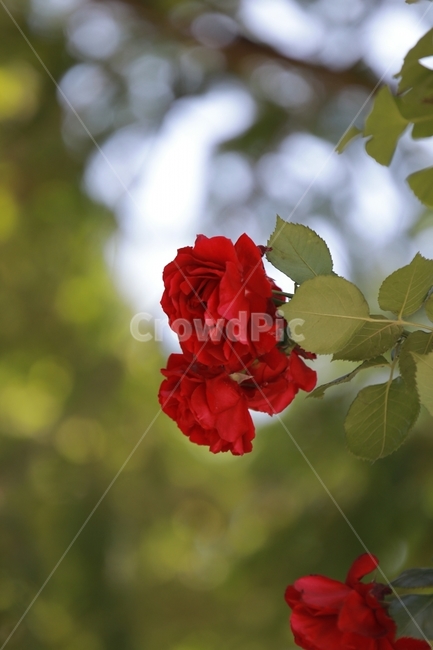 꽃,야생화,여름,장미,flower,식물,자연,plants,nature,꽃,flower