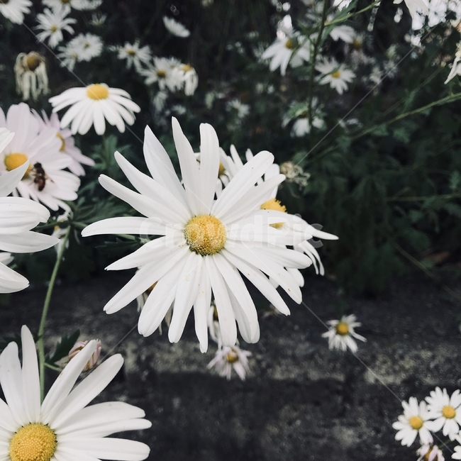 꽃,들꽃,봄,코스모스,하얀꽃,식물,자연,plants,nature,꽃,flower