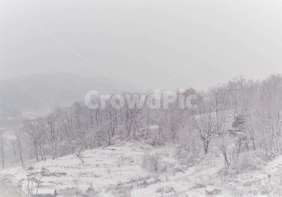 풍경,눈,겨울,하얀색,수묵화,12월,계절,자연,nature,winter,snow,겨울,계절,winter,season,자연,풍경,nature,landscape,storm,폭풍,blizzard,눈보라,outdoors,옥외