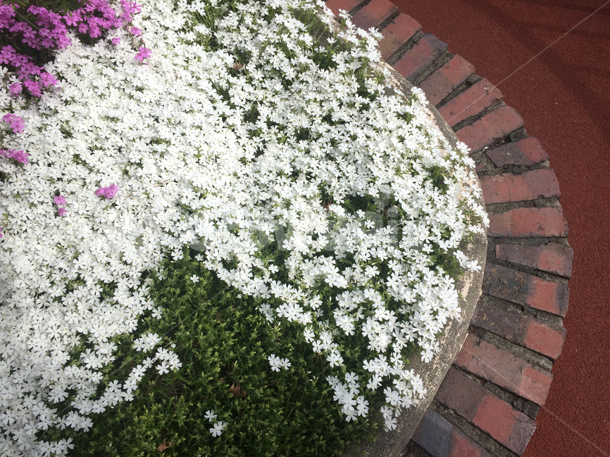 잔디꽃,꽃,화단,flower,white