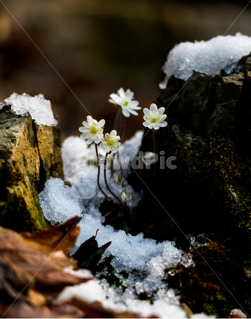 spring flowers,wildflowers,plant,hepatica,flower