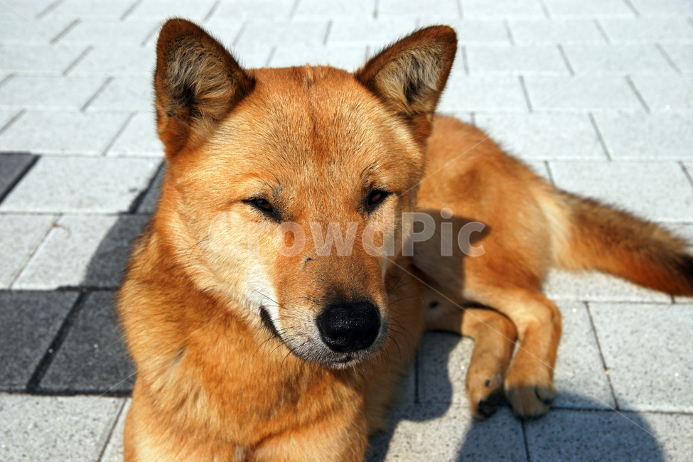 개,멍멍이,휴식,반려견,동물,대형견,동물,animal,포유류,mammal,개,강아지,dog,doggy