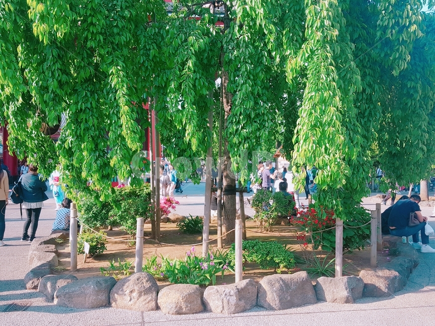 초록색,파란색,식물,나무,공원,나무배경,tree,힐링,쉼터,nature,wood,풍경,자연,garden