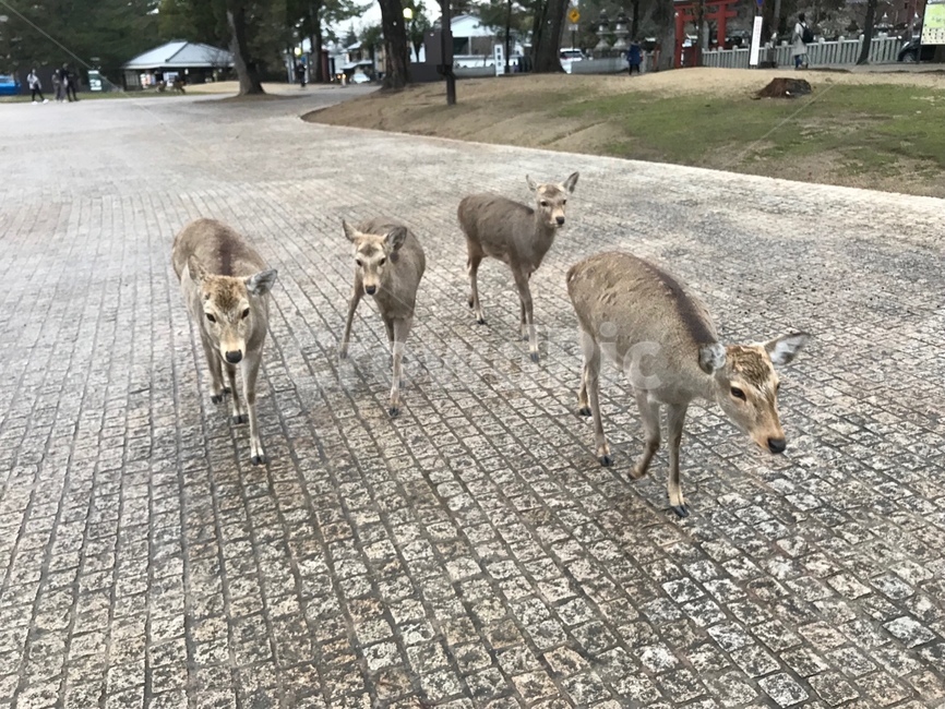 사슴공원,일본나라,사슴네마리,동물,사슴,귀여움