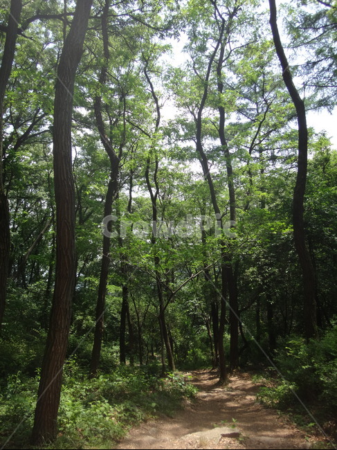 숲길,등산로,산책로,나무,풍경,자연,자연,풍경,nature,landscape,vegetation,초목,plant,식물,tree,forest,숲,outdoors,옥외,woodland,삼림지,land,땅,grove,작은 숲,path,통로