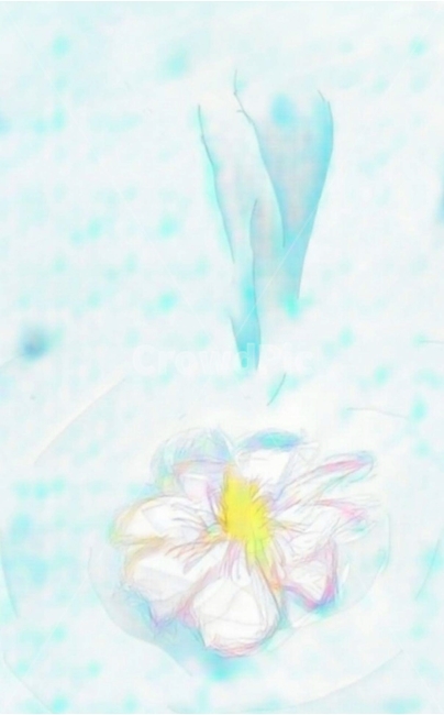 일러,꽃,물결,몽롱함,아련,물,art,flower,그래픽,일러스트레이션,graphic,illustration