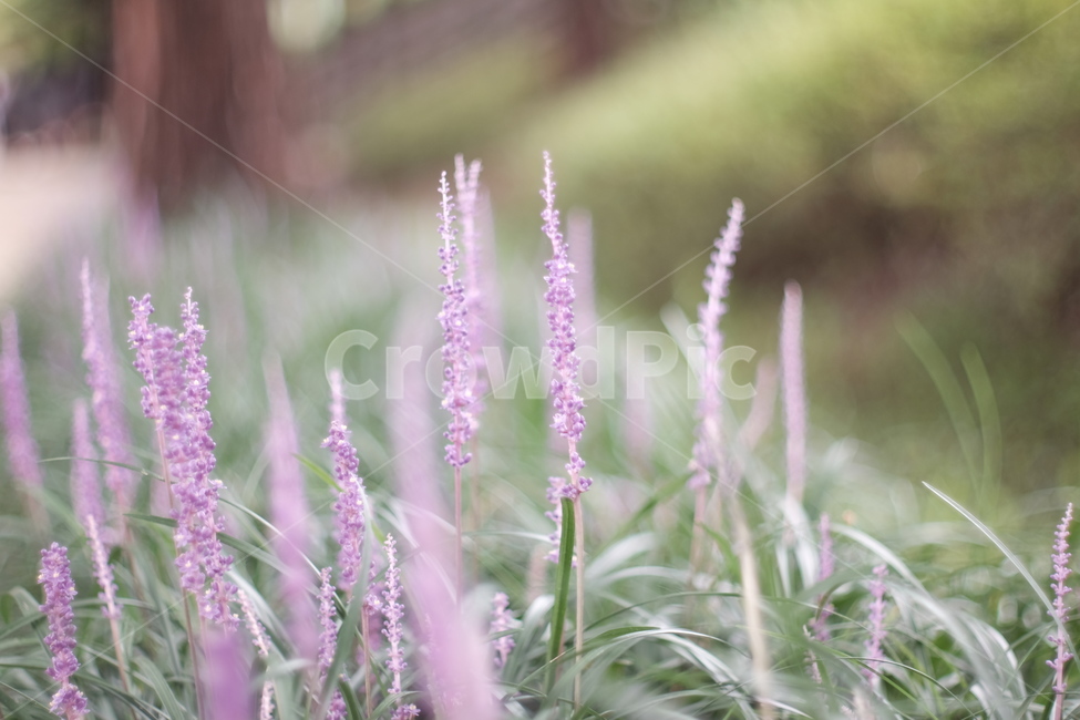 맥문동,보라색꽃,꽃,flower,여름꽃,맥문동꽃,식물,자연,plants,nature,꽃,flower