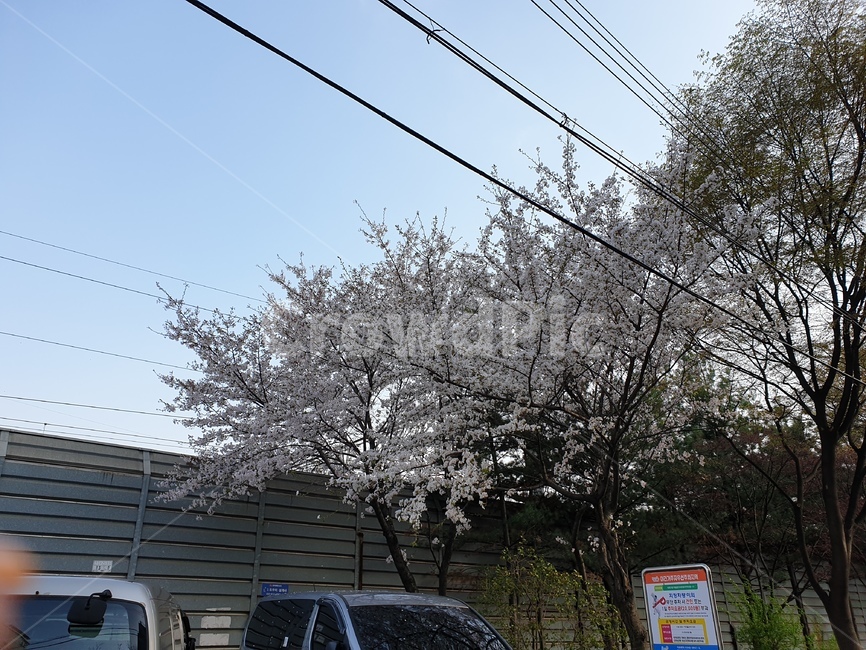 벚꽃,꽃,봄,벚꽃나무,동네,길가,풍경