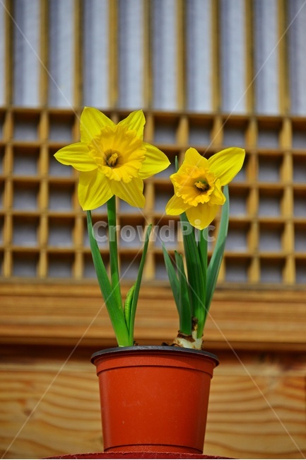 plant,식물,flower,blossom,꽃,수선화,나팔수선화,창문,창문틀,화분,봄꽃,봄,계절