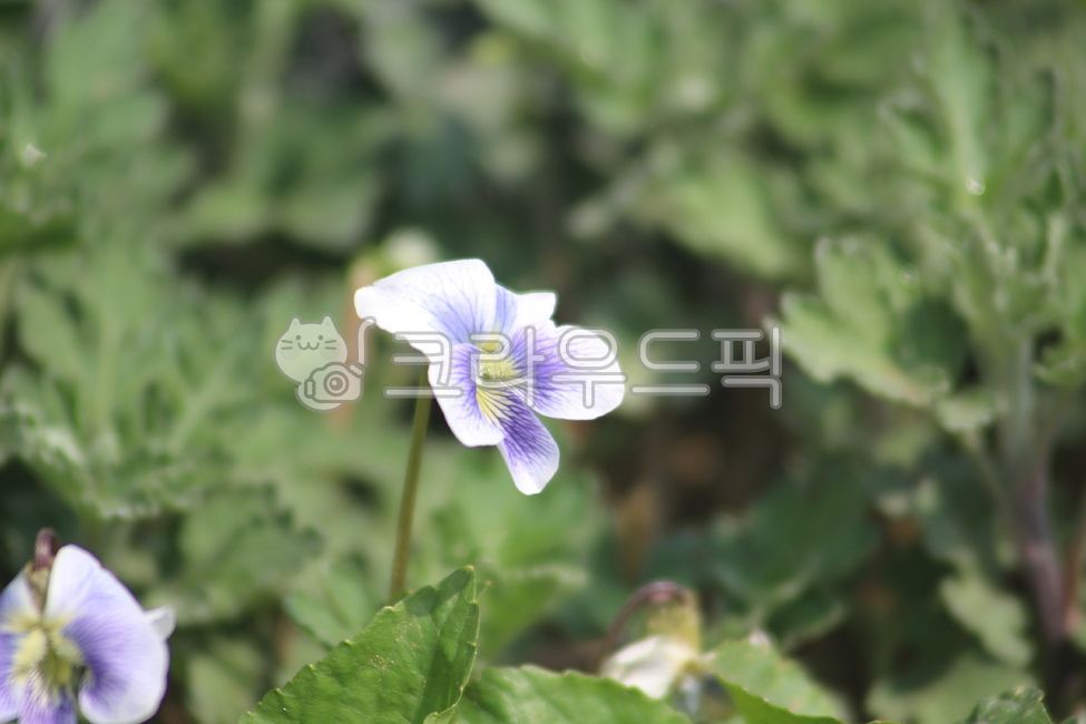 식물,plant,flower,제비꽃,꽃,봄