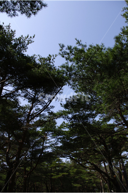 소나무숲,금강소나무,관광지,숲,고성,소나무,나무,자연,풍경,nature,landscape,식물,plants,나무,trees,wood,tree,plant,fir,전나무