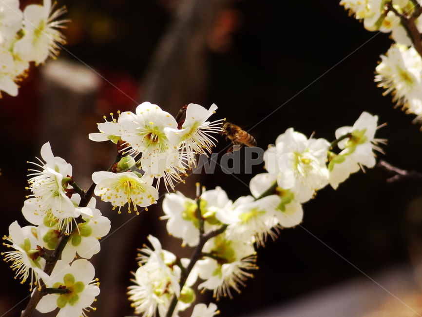 매화,꽃,꿀벌,벌,봄,봄꽃,자연,spring,flower,bee,nature,honey,꿀,환경,생태계,봄,계절,spring,season,식물,자연,plants,nature,꽃,flower,plant