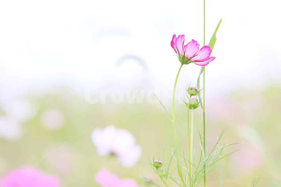 코스모스,가을풍경,가을꽃,꽃,아름다움,가을,계절,fall,autumn,season,식물,자연,plants,nature,꽃,flower,plant