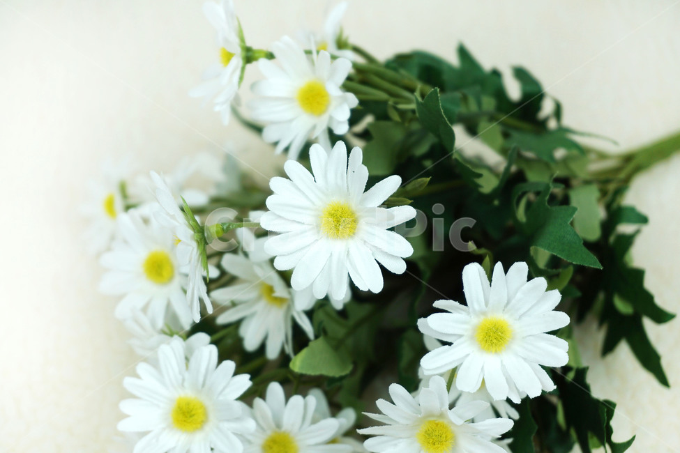 plant,식물,조화,artificialflower,데이지,꽃,blossom,flower