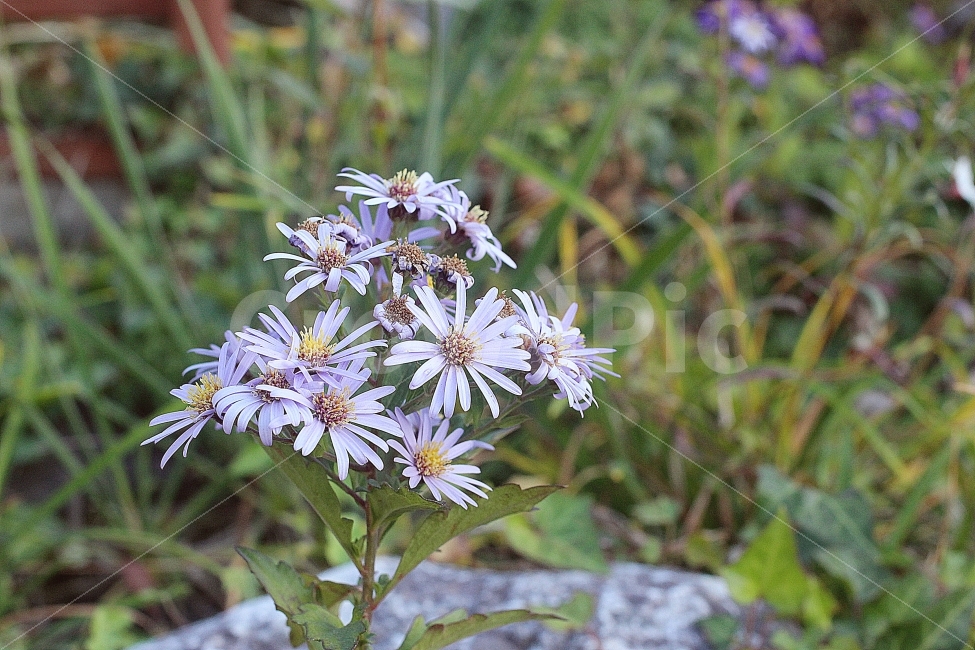 꽃,자연,식물,감성사진,풍경사진,배경화면,background,flower,purple,loneliness,landscape,plant,nature,보라색,풀,가을,가을꽃,식물,자연,plants,nature,꽃,flower