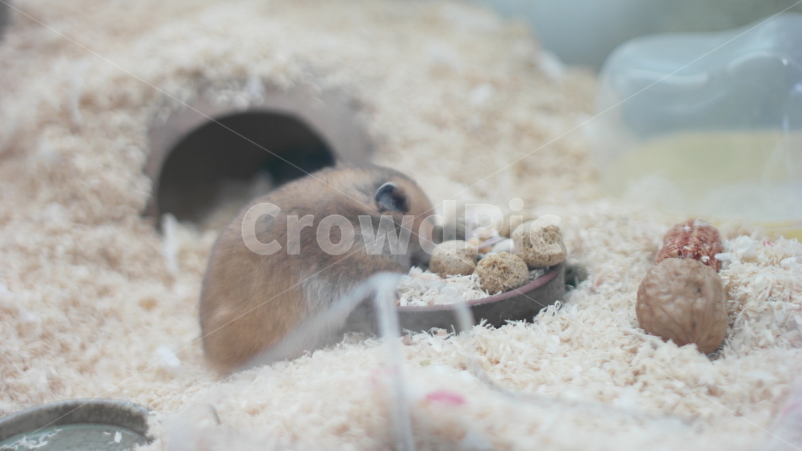 햄스터,귀여움,골든햄스터,애교,동물,동물,animal