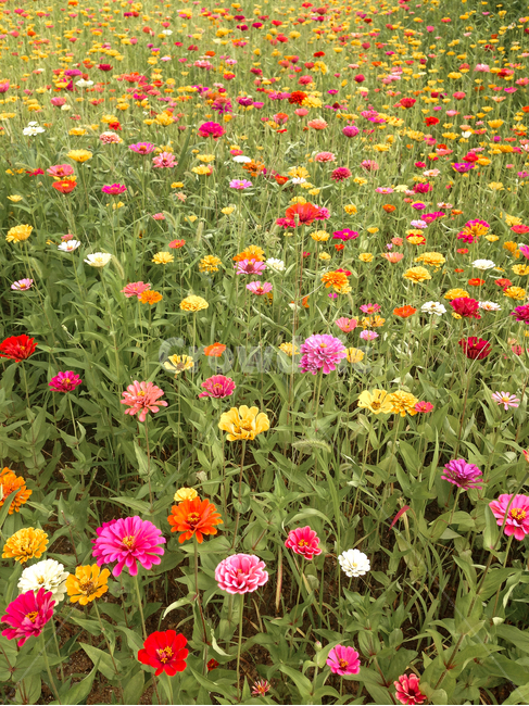 백일홍,gardenzinnia,zinnia,백일홍들,꽃밭