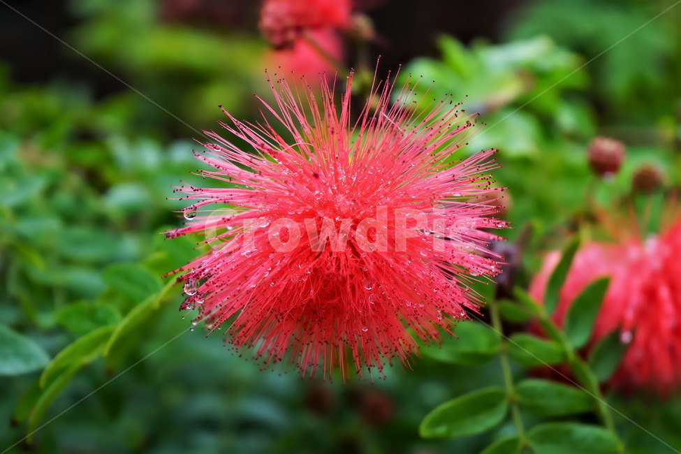 케리안드라,콩과식물,볼리비아원산,빗방울,붉은색,꽃,식물,calliandra,calliandrahacmatoccphala,beautiful,plant,flower,식물,자연,plants,nature,꽃,flower