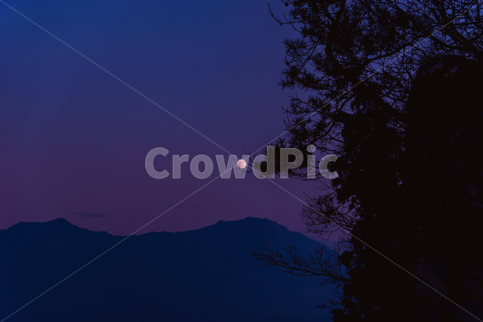 달,moon,보름달,소나무,경치,풍경,저녁,evening,fullmoon,야경,자연,풍경,nature,landscape,야경,밤,nightscape,night,식물,plants,나무,trees,wood,실루엣,그림자,silhouette,shadow,outdoors,옥외
