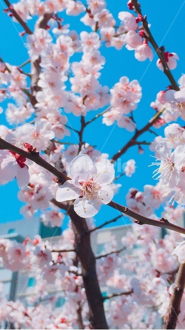 벚꽃,꽃,벚나무,하늘,식물,plant,sakura,cherryblossoms,blossoms,벚꽃나무,식물,자연,plants,nature,꽃,flower