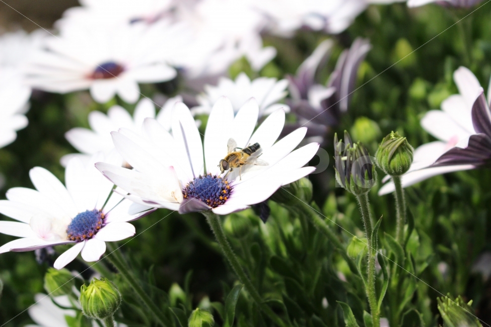 북촌,한옥마을,한옥,삼청동,종로,서울,꽃,봄,벌,접사,곤충,식물,자연,plants,nature,동물,animal,곤충,벌레,insect,bug,꽃,flower