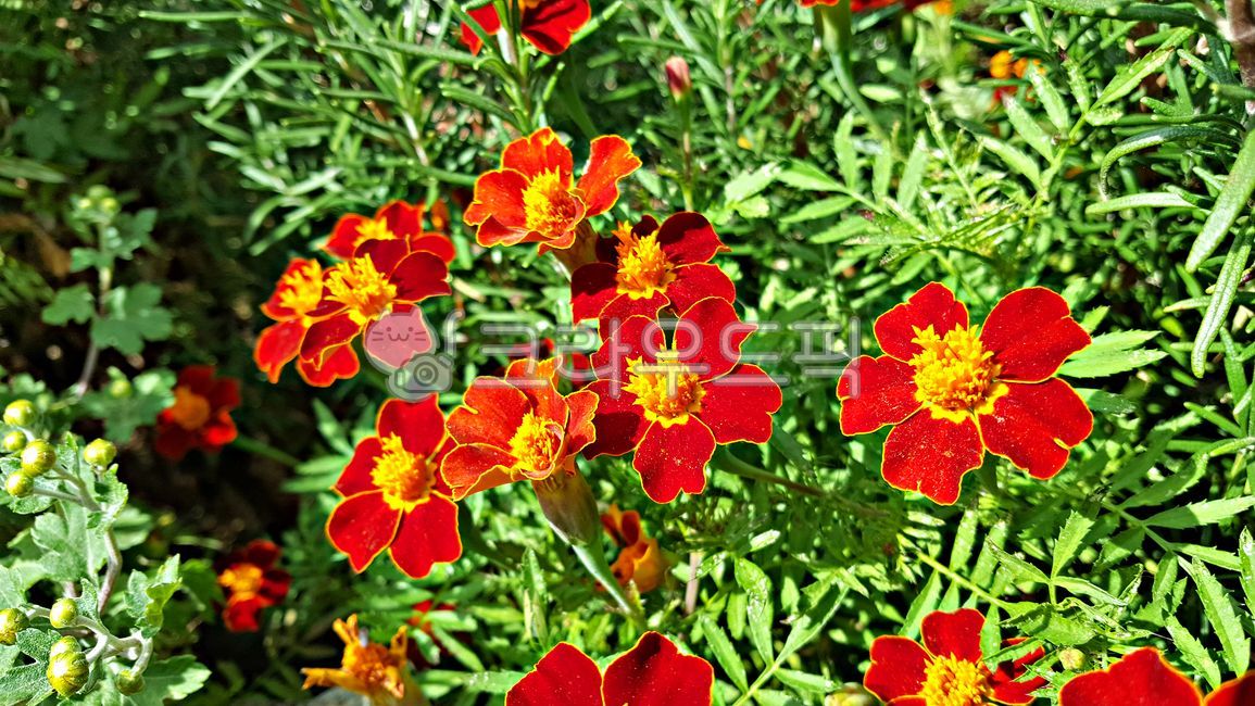 Cheonsu Guk,marigold,plant,mansu guk,flower