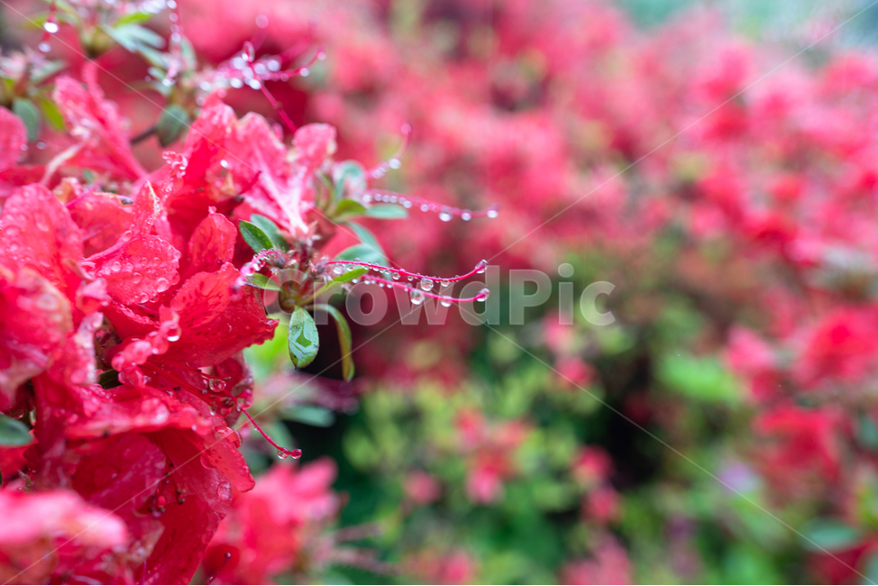 접사,빗망울,꽃,flower,rain,식물,자연,plants,nature,꽃,flower,비,비오는날,rain,rainy