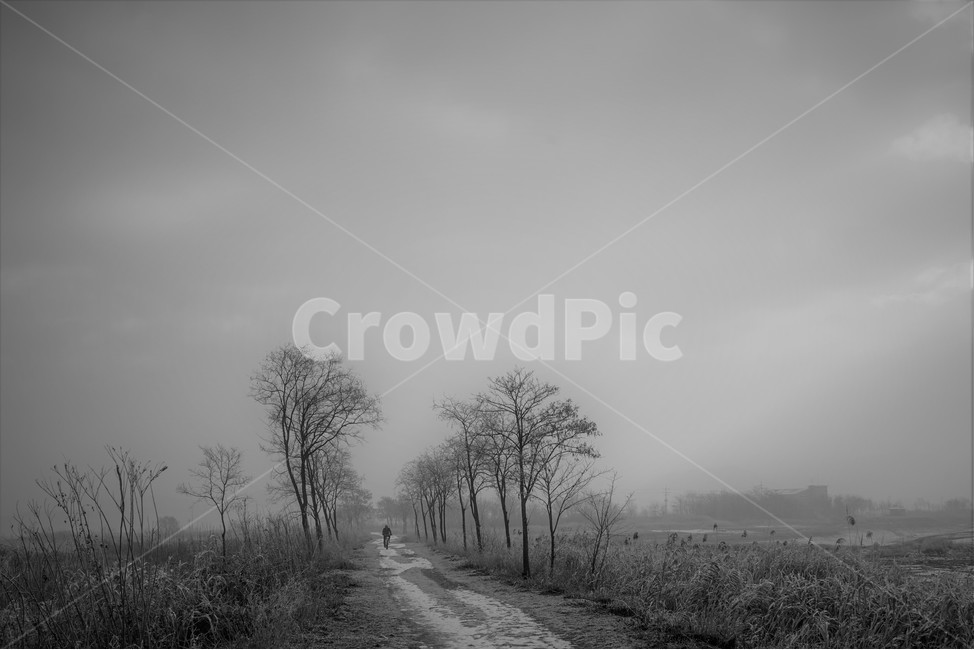 길,겨울,가로수,비포장,흙길,소래,겨울,계절,winter,season,자연,풍경,nature,landscape,식물,plants,나무,trees,wood,흑백,모노톤,monochrome,black and white,outdoors,옥외,weather,날씨
