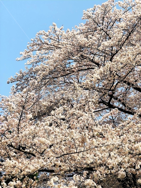 blossom,벚꽃,flower,꽃,cherryblossom,봄,계절,spring,season
