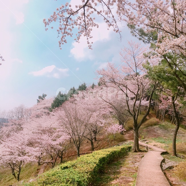 벚꽃,산,풍경,자연,봄,봄,계절,spring,season,plant,식물,blossom,꽃,flower