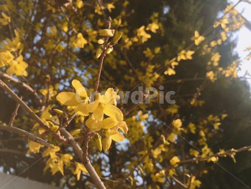 봄,감성사진,감성,봄꽃,개나리,봄,계절,spring,season,식물,자연,plants,nature,꽃,flower,leaf,잎,plant