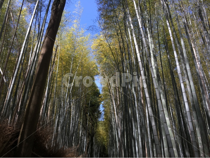 교토,일본,대나무,대나무숲,아라시야마,자연,풍경,nature,landscape,식물,plants,나무,trees,wood,plant