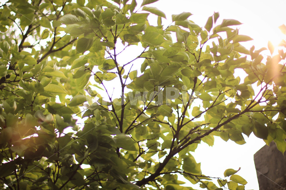 선유도공원,공원,자연,여름,감성사진,식물,자연,plants,nature