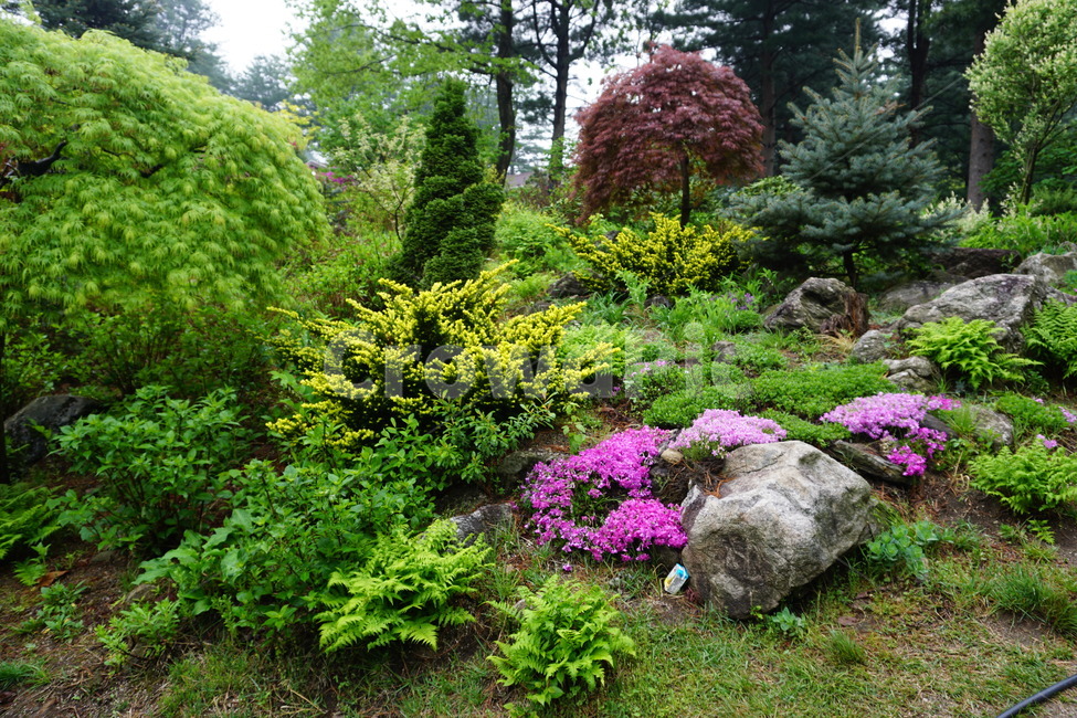 봄,정원,꽃,나무,숲,자연,풍경,nature,landscape,tree,plant,식물,fir,전나무,conifer,구과 식물