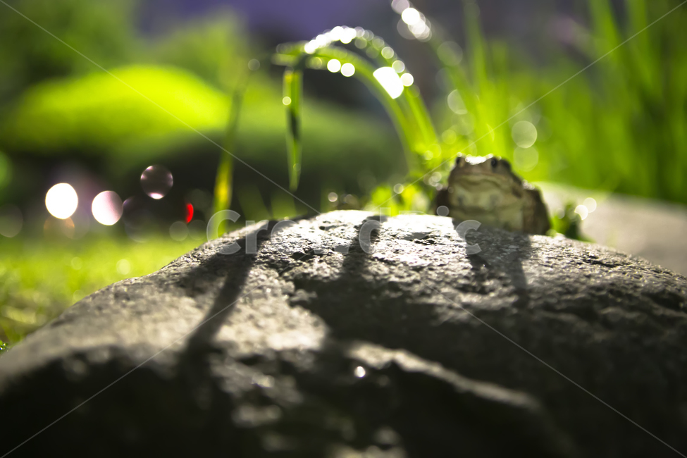 두꺼비,개구리,동물,개굴,초록,동물,animal,파충류,양서류,reptile,amphibian