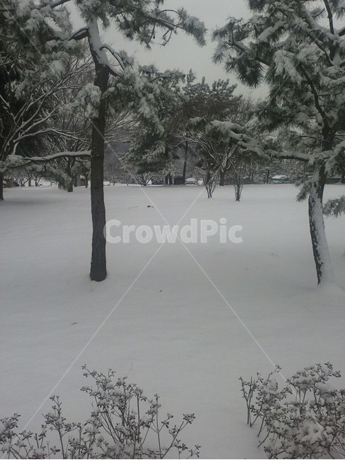 winter,겨울,눈,snow,자연,nature,옥외,outdoors