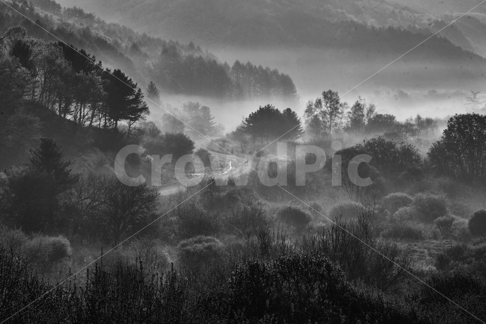 시크릿가든,비밀의정원,인제,봄,초록,안개,일출,새벽,자연,풍경,nature,landscape,흑백,모노톤,monochrome,black and white,weather,날씨,outdoors,옥외