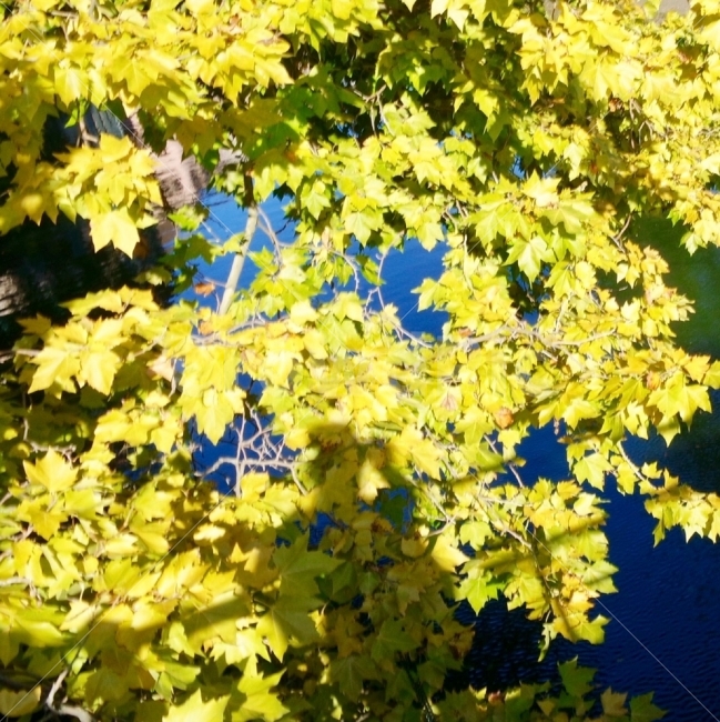 자연,나무,나뭇잎,강가,산책,초록색,풍경,nature,tree,river,walking,green,scenery,식물,자연,plants,nature,나무,trees,wood