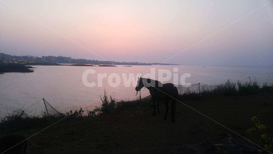 일몰,함덕해수욕장,서우봉해변,제주도해변,바다,풍경,경치,해변,한국자연풍경,애메랄드빛바다,제주도,jeju,jejuisland,landscape,nature,동물,animal,포유류,mammal