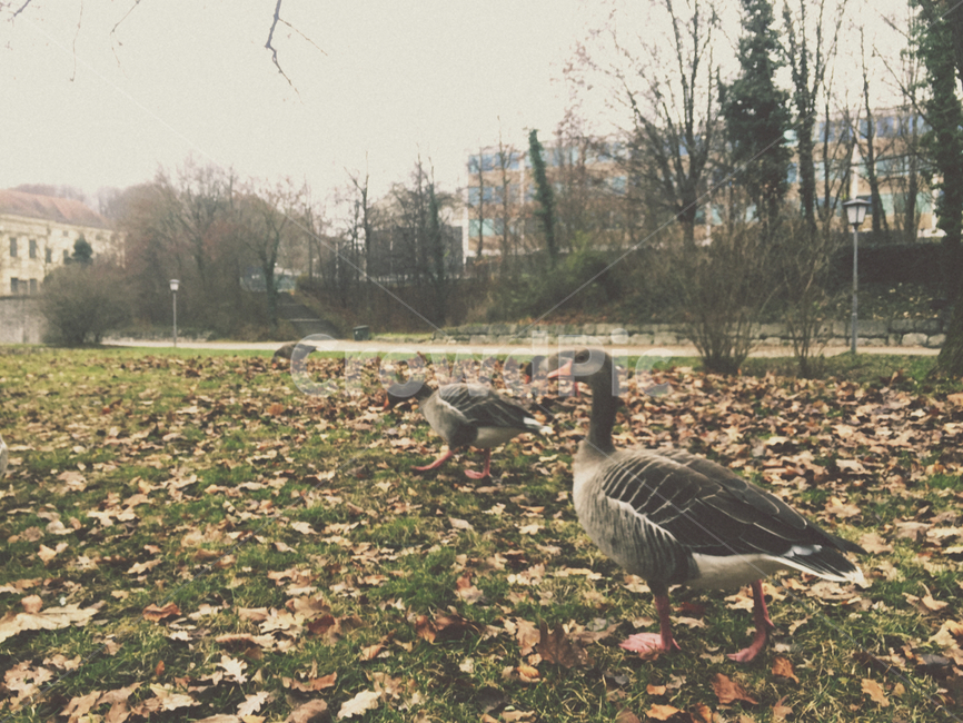 영국,런던,공원,오리,새,빅토리아공원,동물,animal,조류,새,birds
