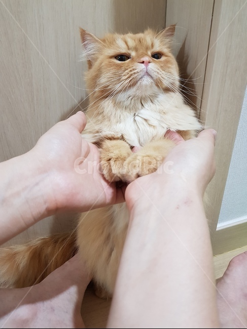 고양이,귀여운,놀아주세요,도도,사랑스러운