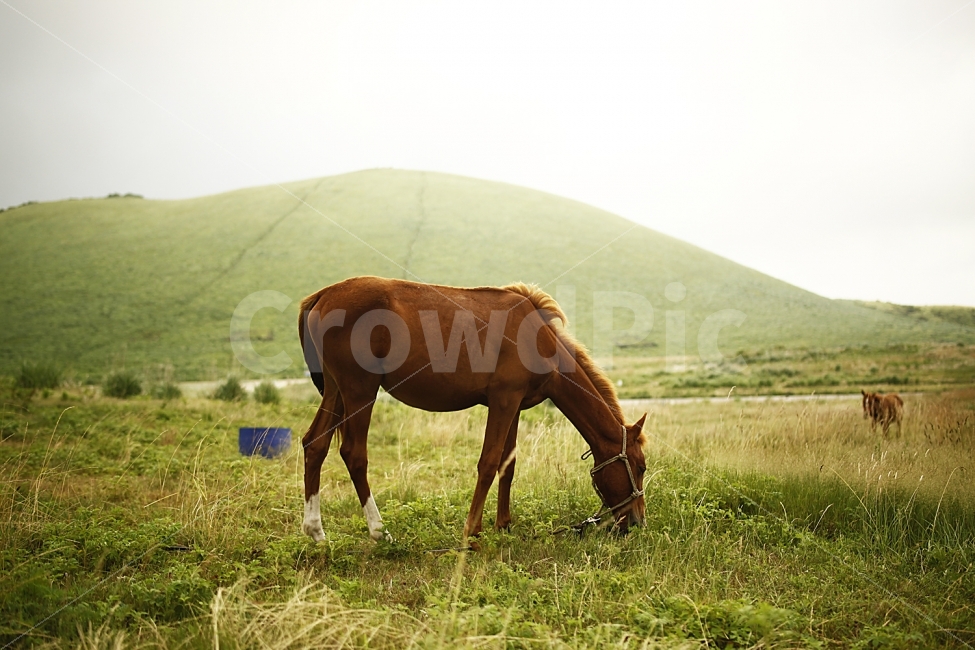 말,초원,오름,동물,자연,동물,animal,포유류,mammal
