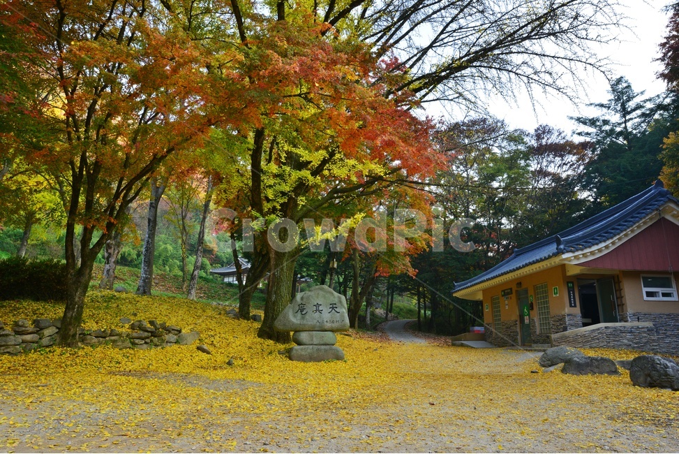 leaf,잎,plant,식물,tree,나무,maple,단풍,단풍잎,장성,백양사,백양사가을,가을,추색,만추,계절
