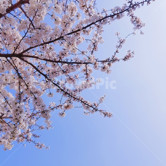 벚꽃,하늘,꽃,봄,벚꽃축제,나무,분홍,풍경,분위기,봄,계절,spring,season,식물,자연,plants,nature,꽃,flower,plant,blossom,cherry blossom