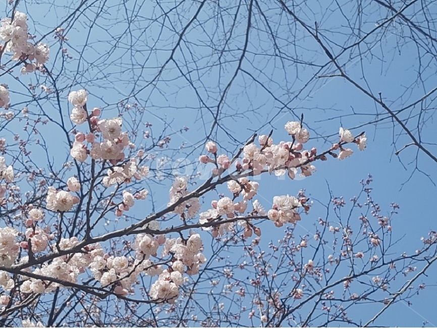 봄,벚꽃,하늘,만개,자연,봄,계절,spring,season,식물,자연,plants,nature,꽃,flower,plant,blossom