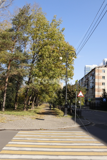 도로,road,거리,횡단보도,길,길거리,식물,자연,plants,nature,나무,trees,wood