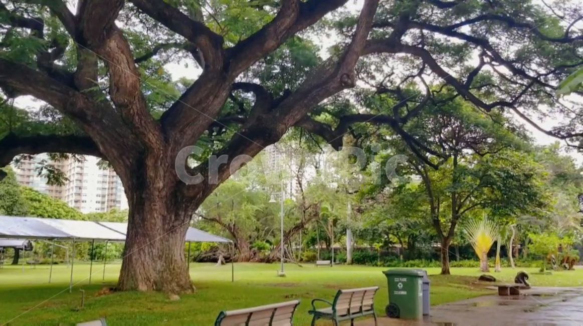 vegetation,초목,plant,rainforest,열대우림,tree,land,땅,jungle,밀림,water,물,nature,자연,outdoors,옥외,나무,돌,식물