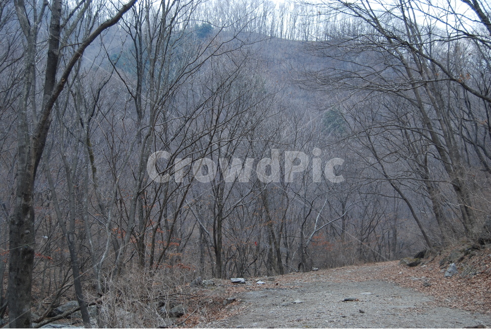 강씨봉,포천시,겨울,자연휴양림,등산로,겨울,계절,winter,season,자연,풍경,nature,landscape,한국자연풍경,한국자연경관,korea nature landscape,plant,식물,tree,나무