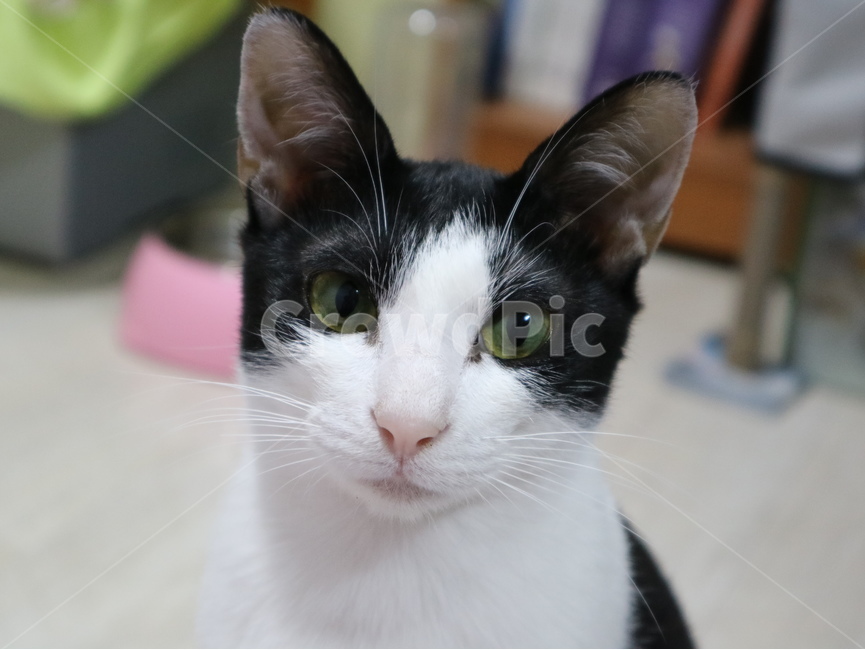 고양이,길냥이,코리안숏헤어,귀여운고양이,카메라,감성,길고양이,애완고양이,아기고양이,동물,animal,포유류,mammal,고양이,cat,kitten,kitty